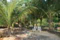 Palmės